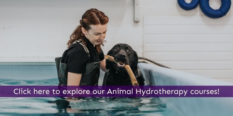 Become an Animal Hydrotherapist through an online course with Animal Courses Direct!
