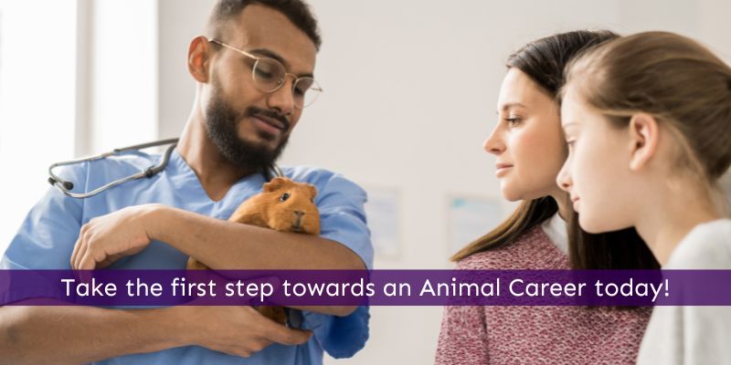 How Animal Courses Direct will help you get an animal job