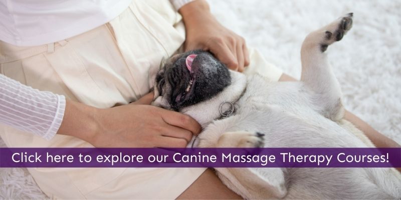 Study canine massage therapy online with Animal Courses Direct