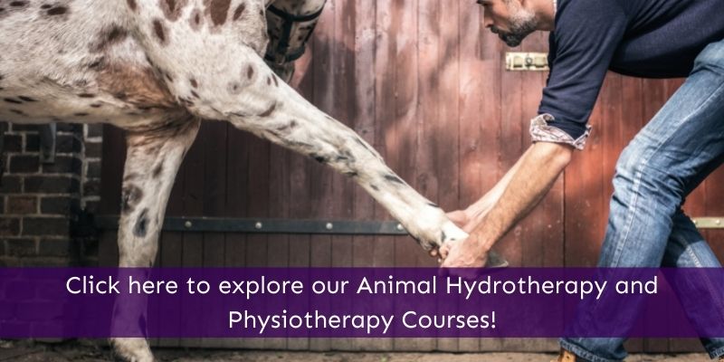 Study animal hydrotherapy and physiotherapy online