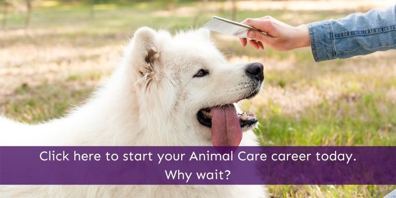 Best Animal Care Online Courses Guide Animal Courses Direct