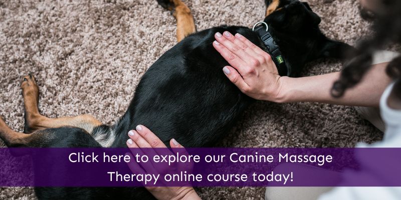 Canine Massage Therapy online course Animal Courses Direct