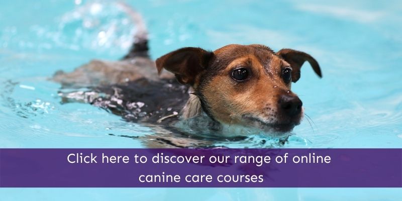 Canine Courses online Animal Courses Direct
