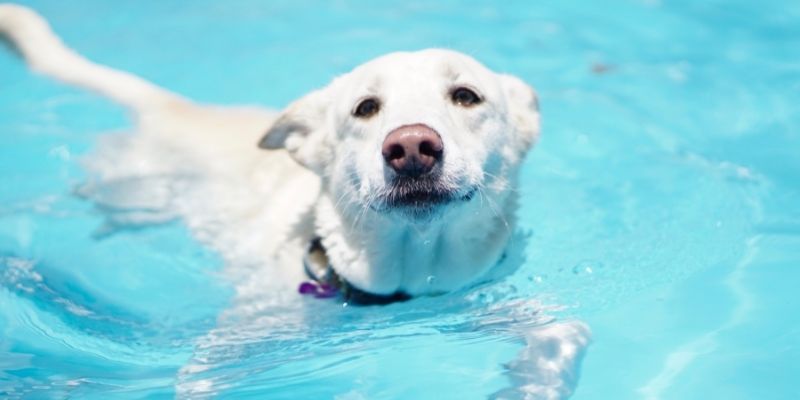 Animal Hydrotherapy Courses