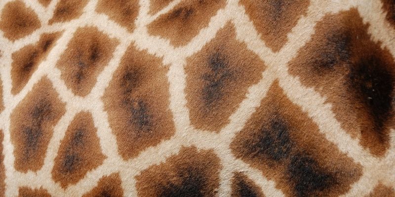 Giraffe Facts - giraffe spots are unique