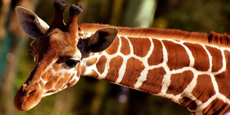 Giraffe Facts - They have the same neck structure as humans!