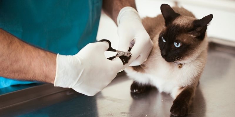 Top 5 Animal Care courses online