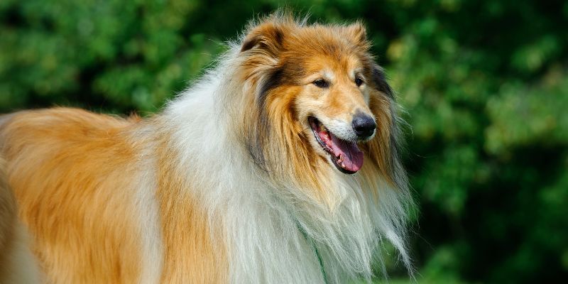 Scottish Collie Find Long Lost Owners