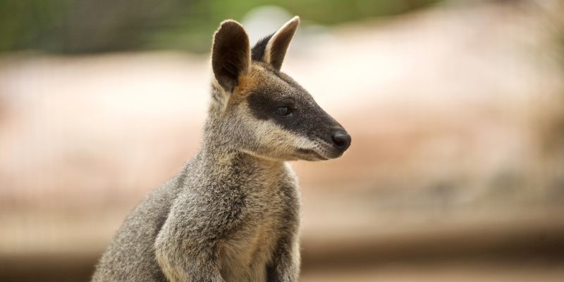 Wallaby Thanks Rescuer