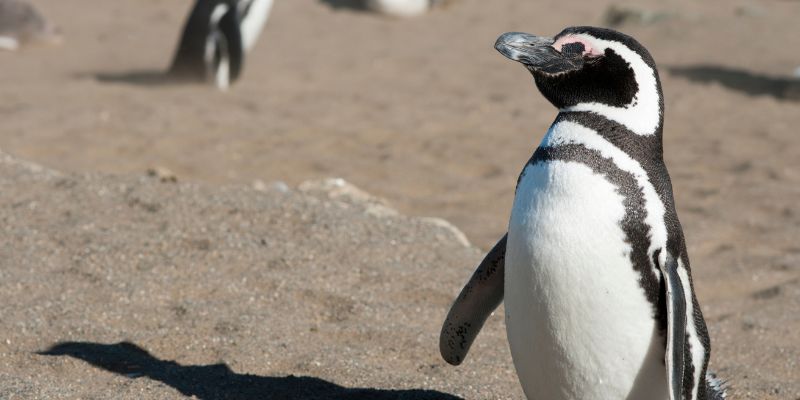 Penguin Bonds With Rescuer