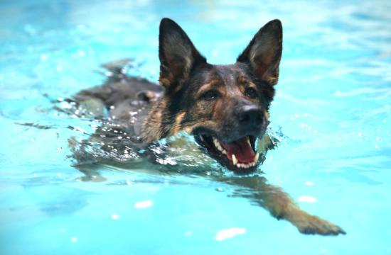 Level 3 Certificate in Small Animal Hydrotherapy