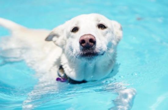 Level 3 Diploma in Small Animal Hydrotherapy + Level 6 Diploma in Veterinary Physiotherapy with Hydrotherapy