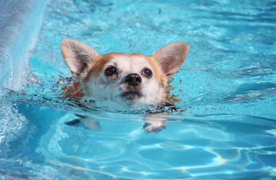 Level 3 Diploma in Small Animal Hydrotherapy (Top up for Veterinary Surgeons and Veterinary Nurses)