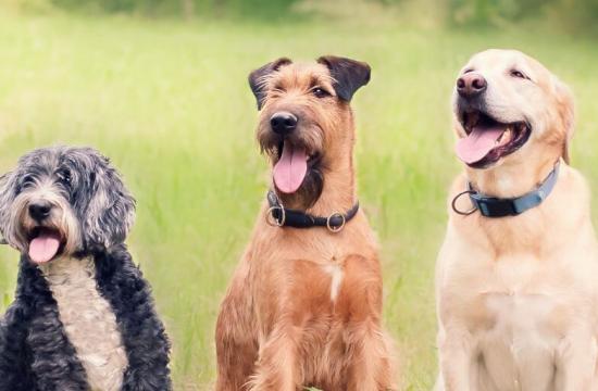 Levels 2, 3, 4, and 5 Combined Canine Behaviour Package